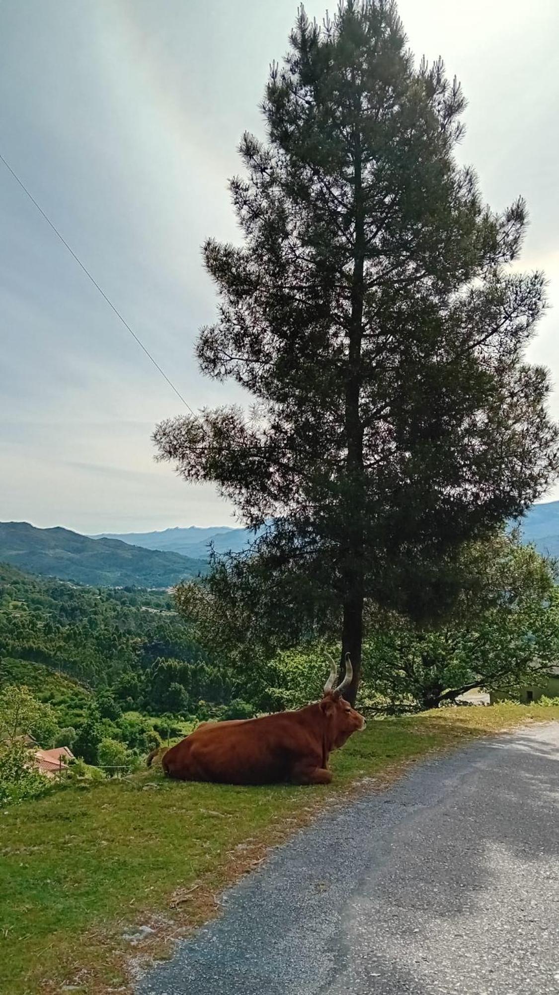 Chalet Do Soajo Arcos de Valdevez Εξωτερικό φωτογραφία